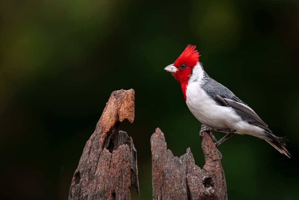 Red Cardinal Perch by Massimo Felici — canvas wall art