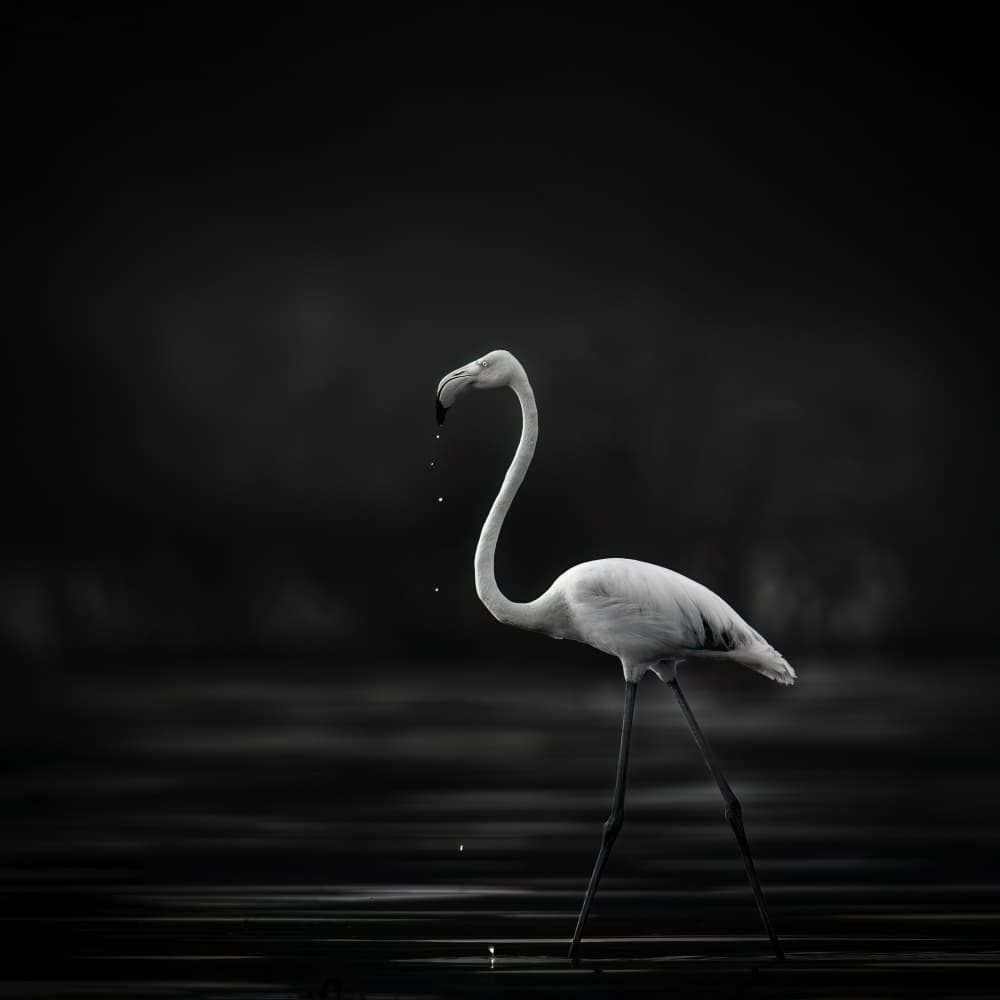 Elegant White Flamingo by Hung Tsui — canvas wall art