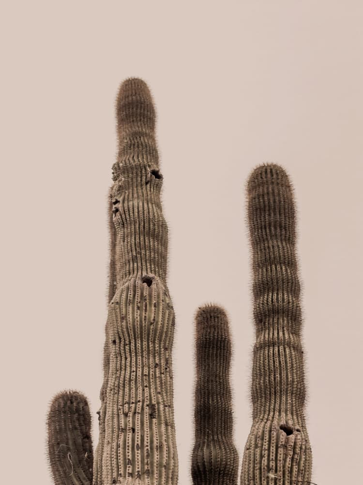Tall Saguaro Cacti by Stephanie Klatt — canvas wall art