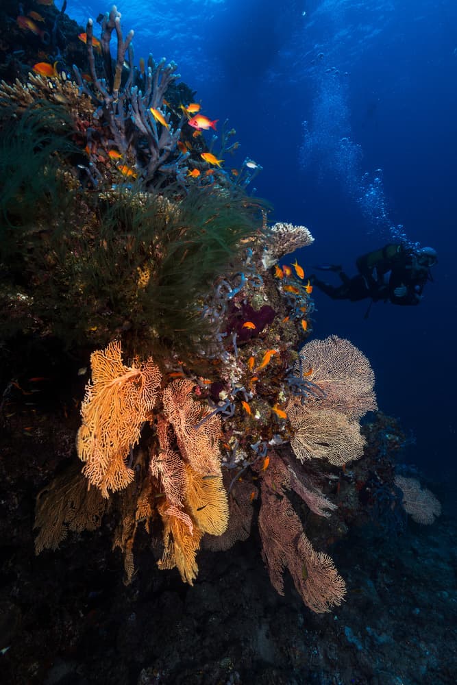 Vibrant Coral Reef Dive by Barathieu Gabriel — canvas wall art