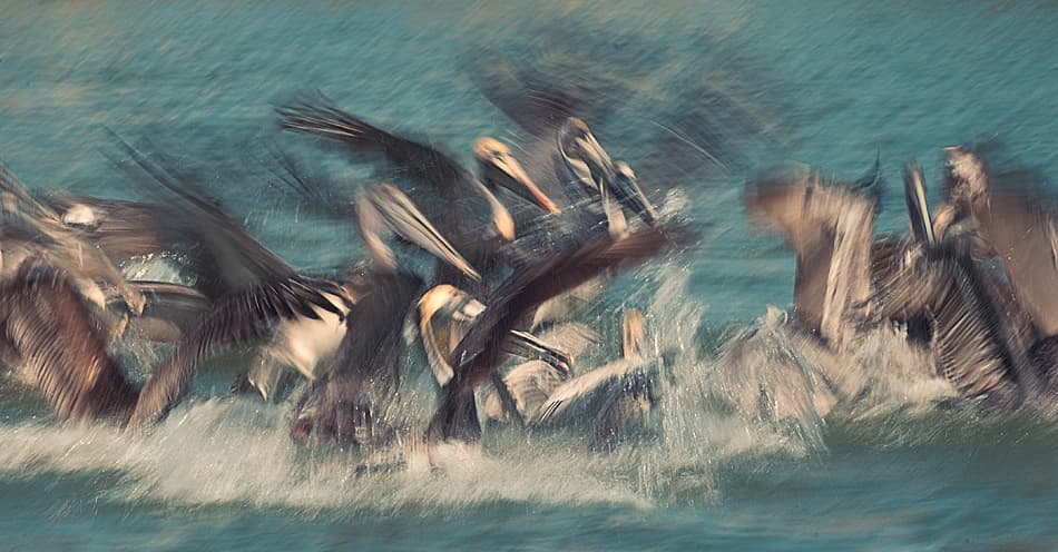 Pelicans In Motion by Fabiola Forns — canvas wall art