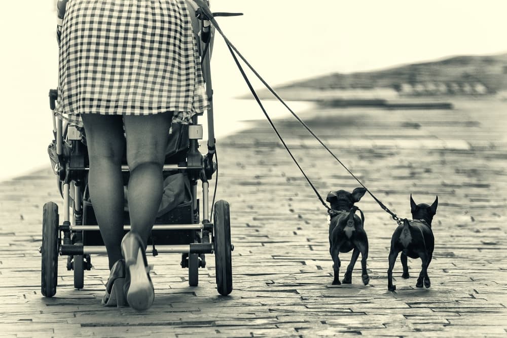 Vintage Stroll with Dogs by Dominic Dähncke — canvas wall art