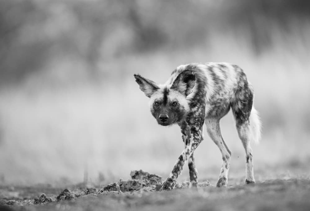 Alert African Wild Dog by Jaco Marx — canvas wall art