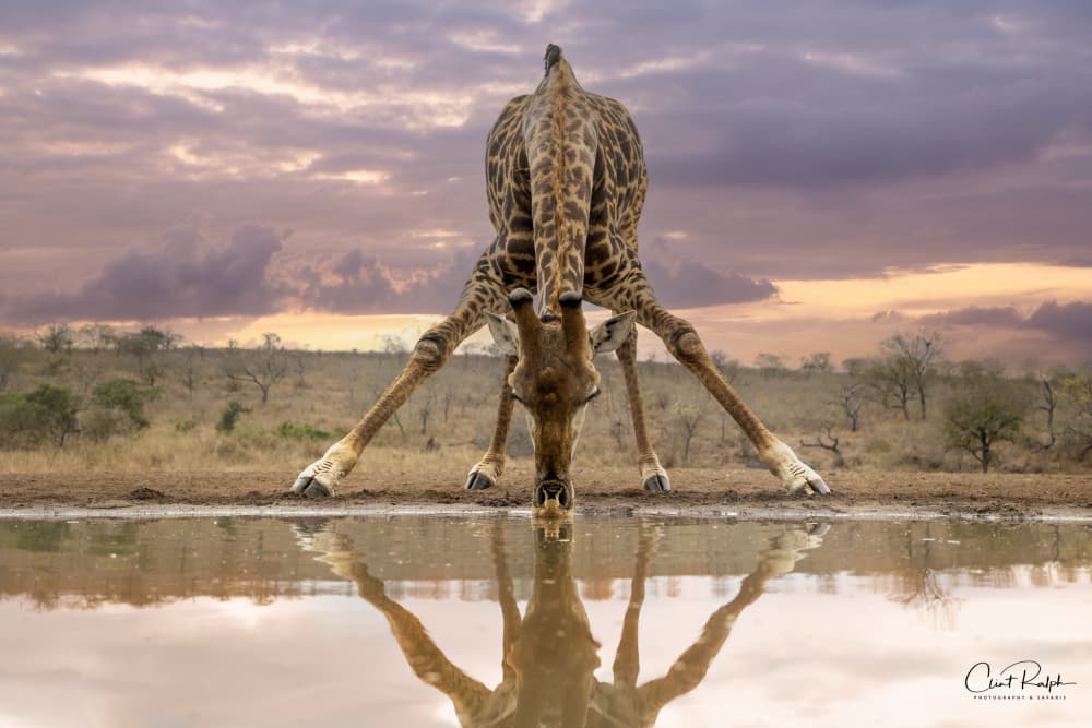 Giraffe Sunset Reflection by Clint Ralph — canvas wall art