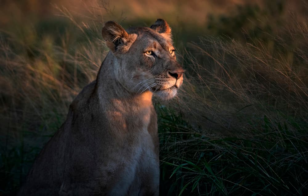 Golden Hour Lioness by Xavier Ortega — canvas wall art