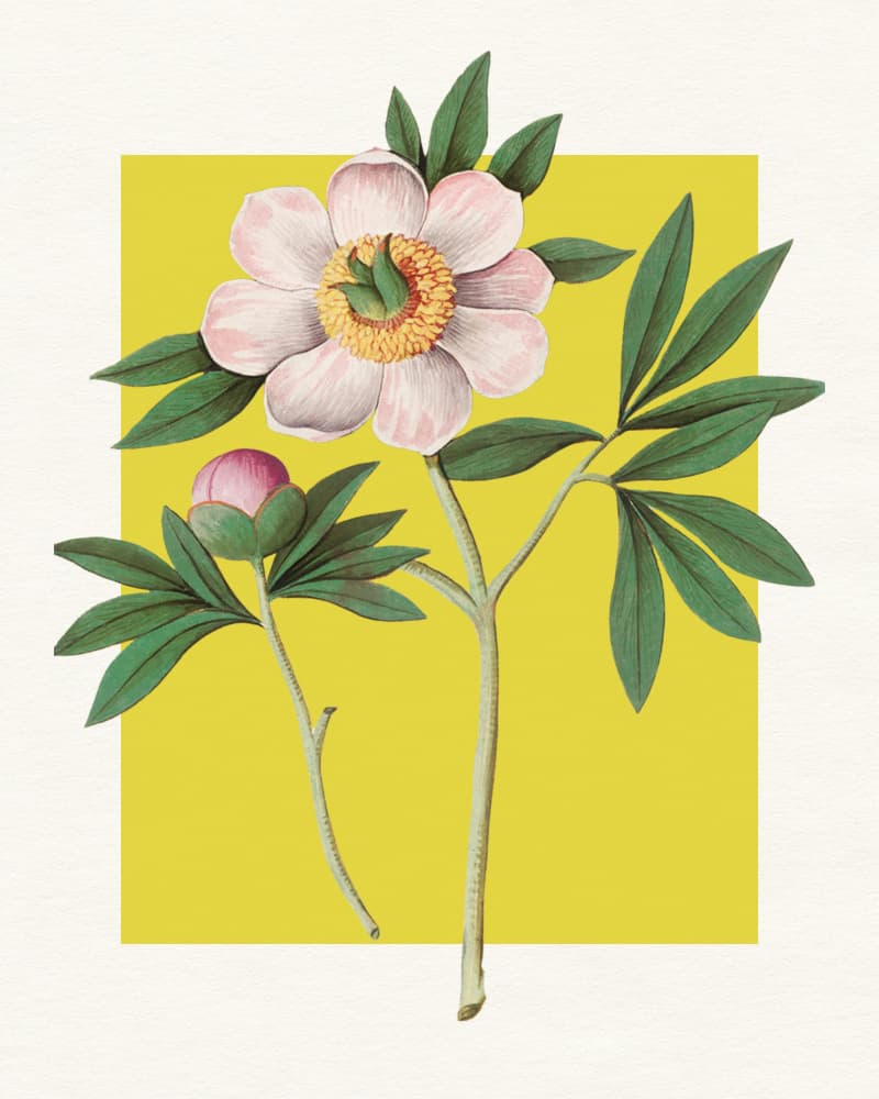 Pink Peony Botanical Illustration by Wild Violets — canvas wall art