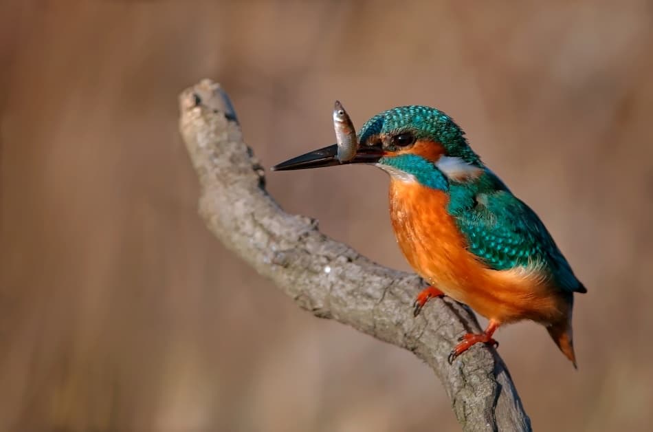 Colorful Kingfisher Catch by Ibrahim Canakci — canvas wall art