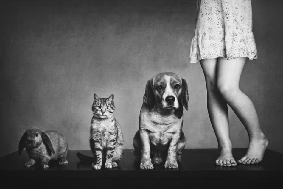 Animal Size Progression by Monique — canvas wall art