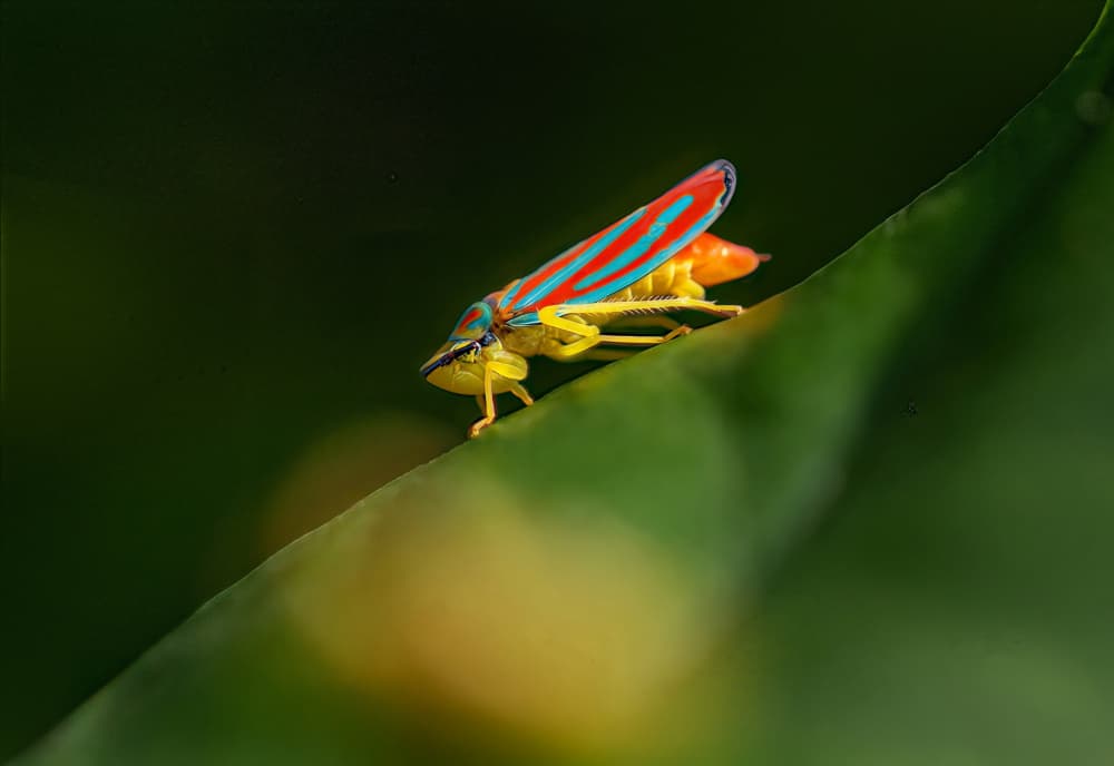 Vibrant Striped Leafhopper by Molly Fu APA — canvas wall art