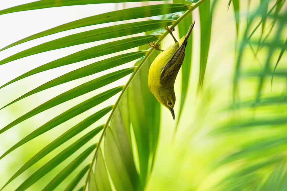 Hanging Tropical Bird by Daniele Bariviera — canvas wall art