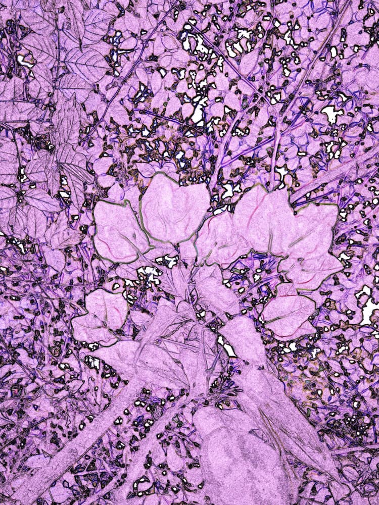 Vibrant Purple Leaves by Santhosh ch — canvas wall art