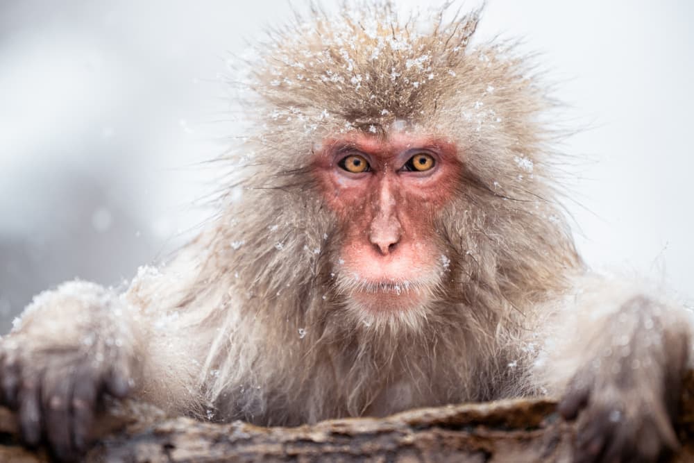 Snow Monkey Gaze by Chao Feng 天馬 — canvas wall art