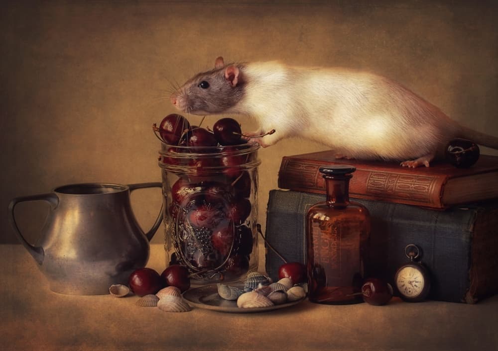 Rustic Rat and Cherries by Ellen van Deelen — canvas wall art
