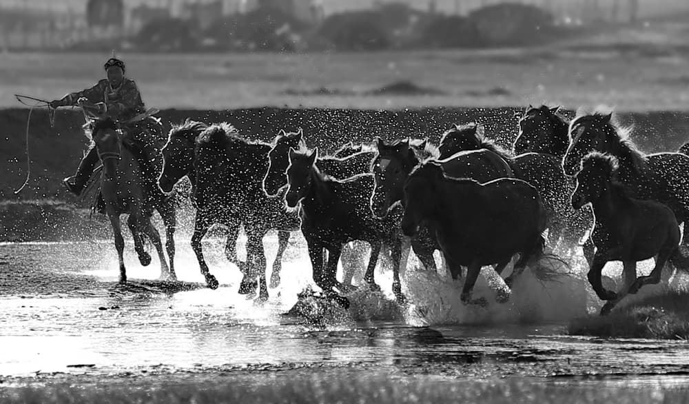 Rider Herding Horses by Libby Zhang — canvas wall art