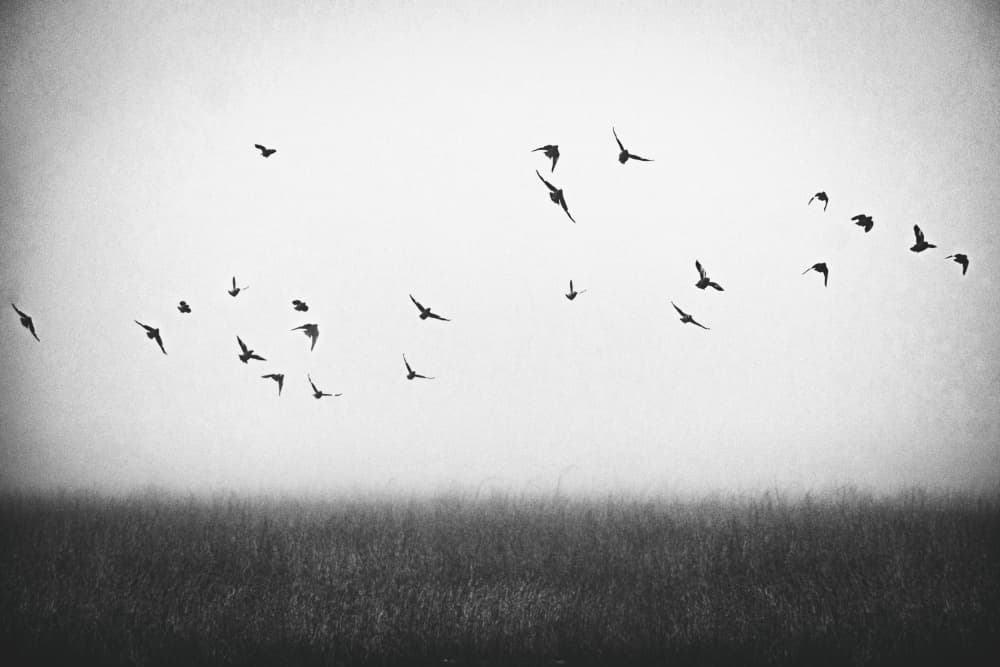 Birds Over Misty Field by Ryan Braxton — canvas wall art