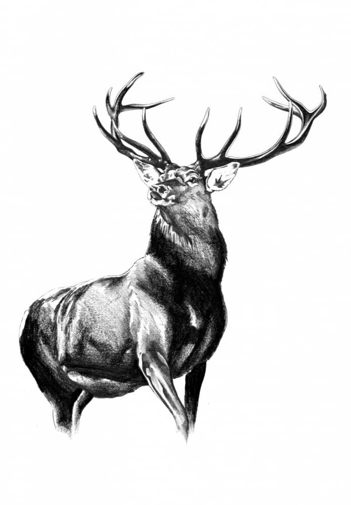 Deer Forest Art Drawing Sketch 8 by Kulik — canvas wall art