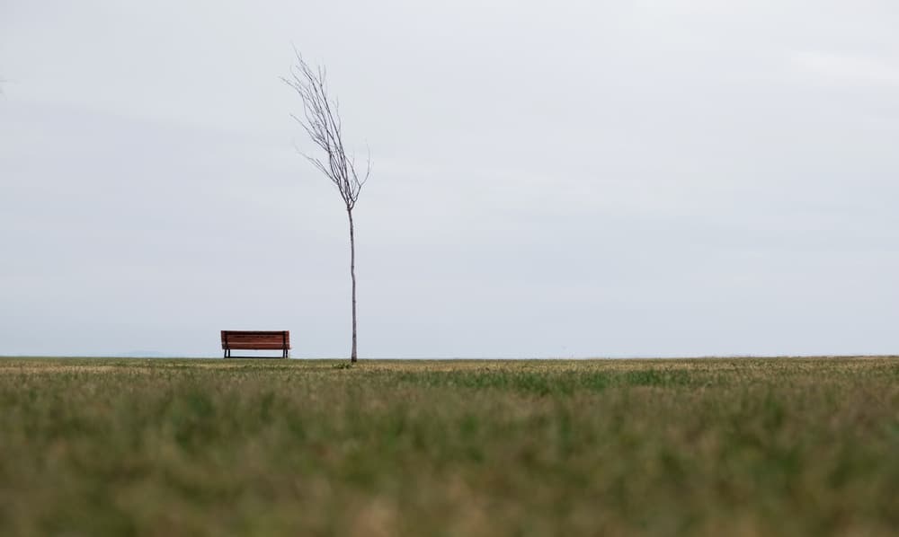 Solitary Bench Bare Tree by Ali Ayer — canvas wall art