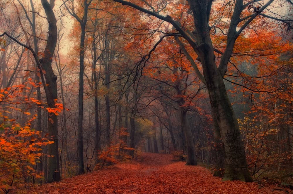 Misty Autumn Path by Anton van Dongen — canvas wall art