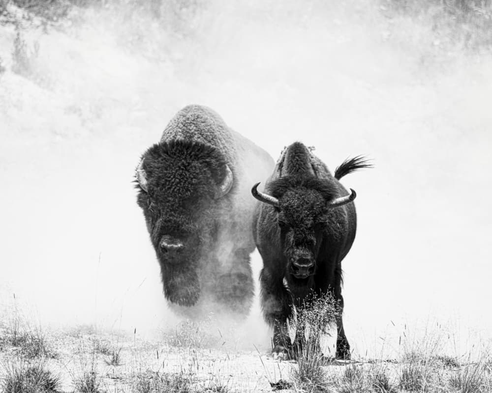 Charging Bison Duo by Wenjin Yu — canvas wall art