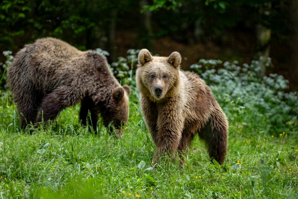 Wild Forest Bears by Robert Istodor-Iocsa — canvas wall art