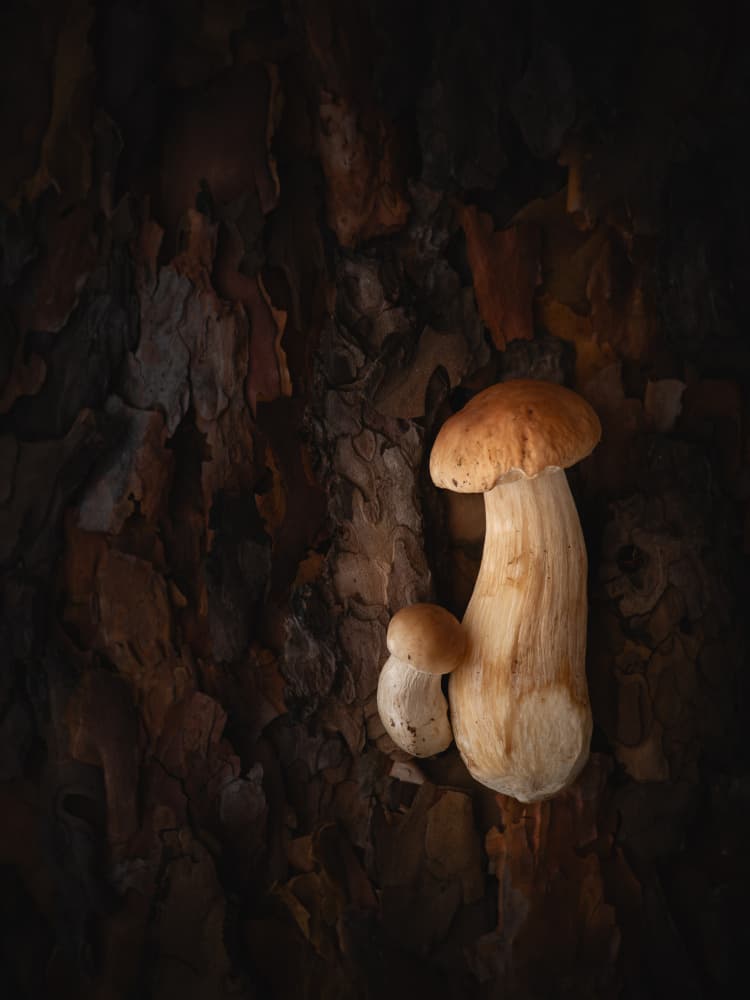 Mushroom Whispers by Karina Aleksandrova — canvas wall art