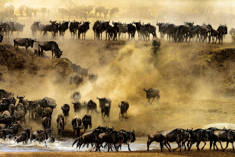 Wildebeest River Crossing by Husain Alfraid — canvas wall art