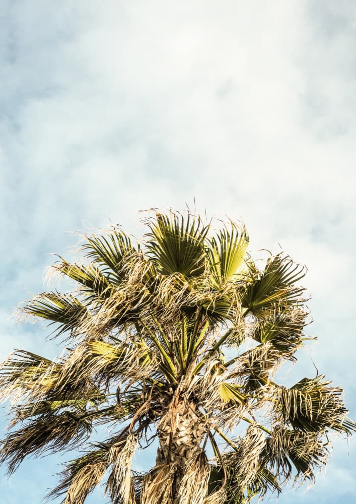 Sunlit Fronds by Shot by Clint — canvas wall art