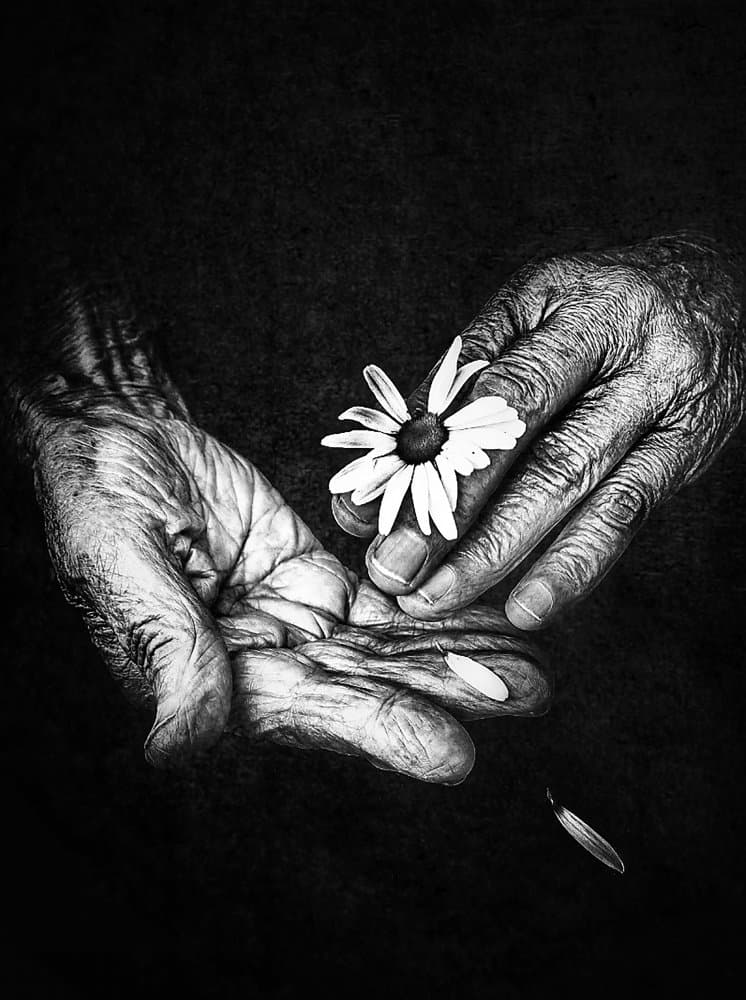 Delicate Daisy Hands by Ingrida Urbonavičienė — canvas wall art