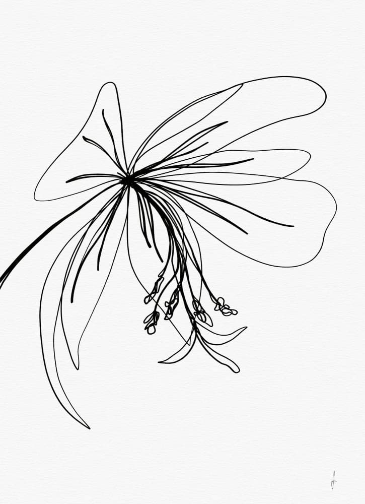 Delicate Flower Drawing by Ankie Kooi — canvas wall art