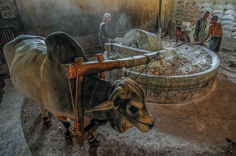 Ox Grinding Flour by Edy Pamungkas — canvas wall art