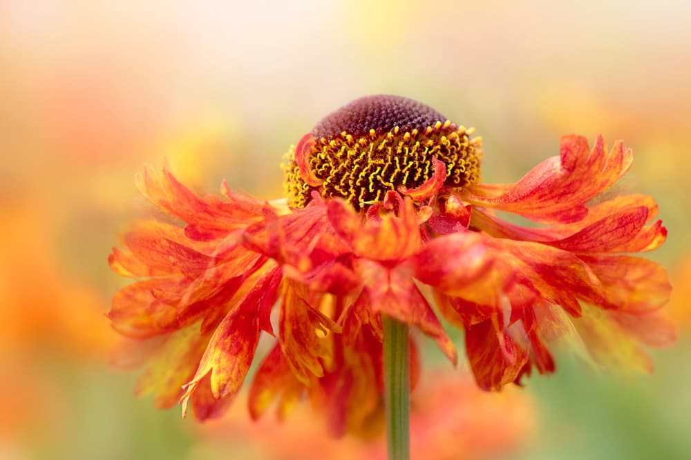 Sunny Orange Flower by Jacky Parker — canvas wall art