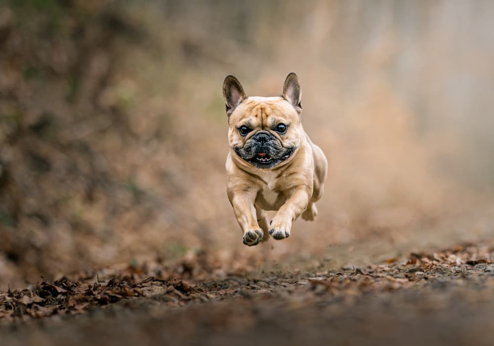 Joyful French Bulldog Leap by Klaus Grimm — canvas wall art