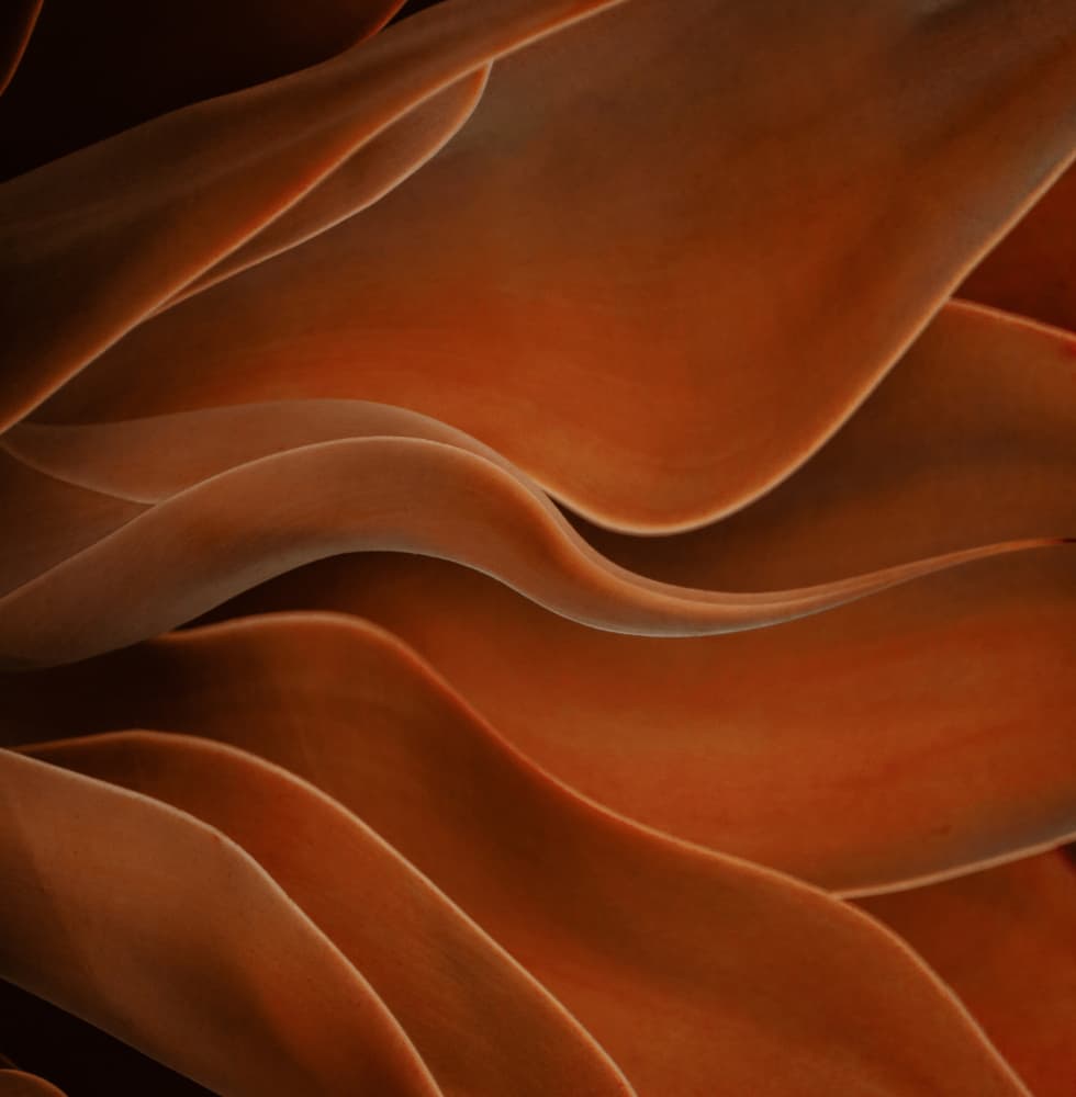 Warm Organic Curves by Robin Wechsler — canvas wall art