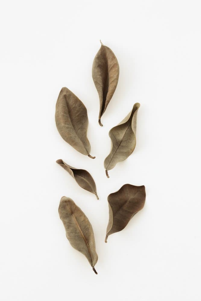 Serene Dried Leaves by Pictufy Studio III — canvas wall art