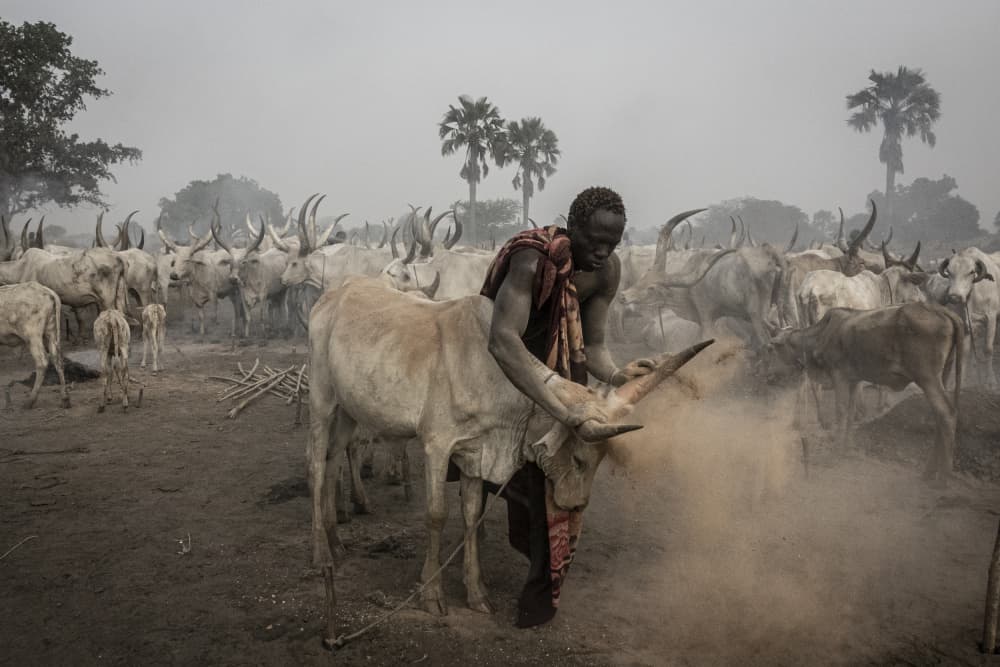 African Herdsman Cattle by Elena Molina — canvas wall art