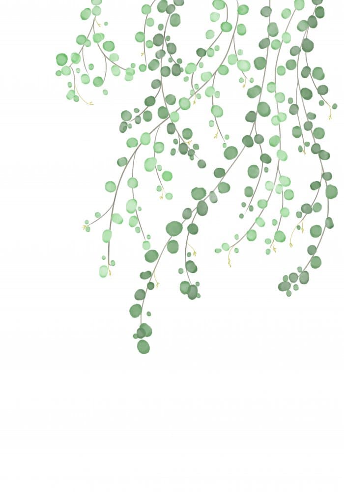 Birch Tree by Pictufy Studio II — canvas wall art