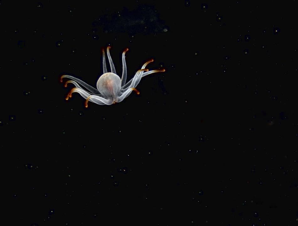 Ethereal Deep Sea Creature by Dani Barchana — canvas wall art
