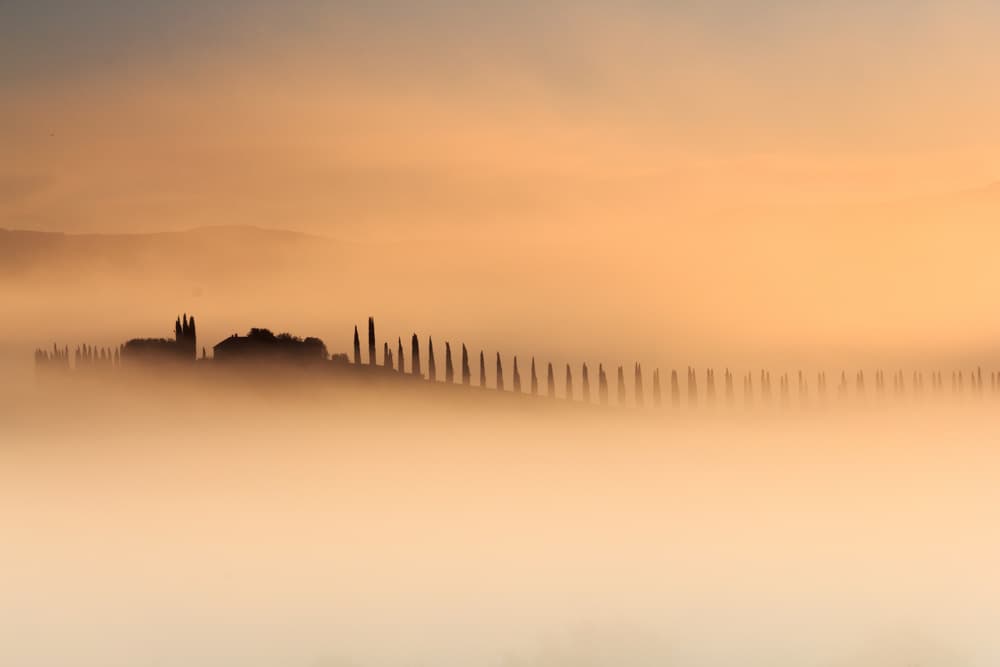 Tuscan Cypress Mist by Alessandro Bergamin — canvas wall art