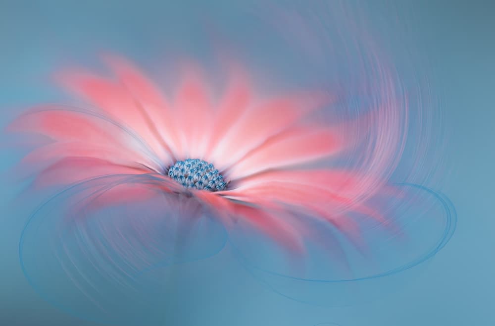 Dreamy Pink Bloom by Lydia Jacobs — canvas wall art