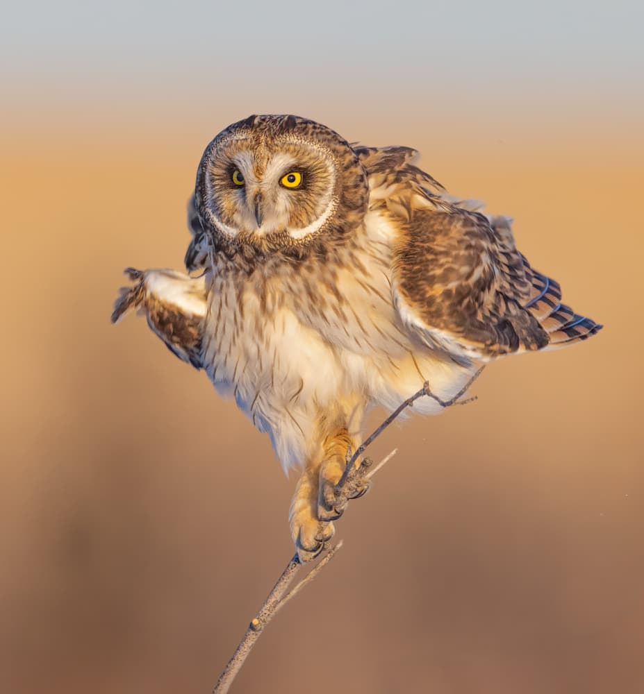 Golden Light Owl by Jasmine Suo — canvas wall art