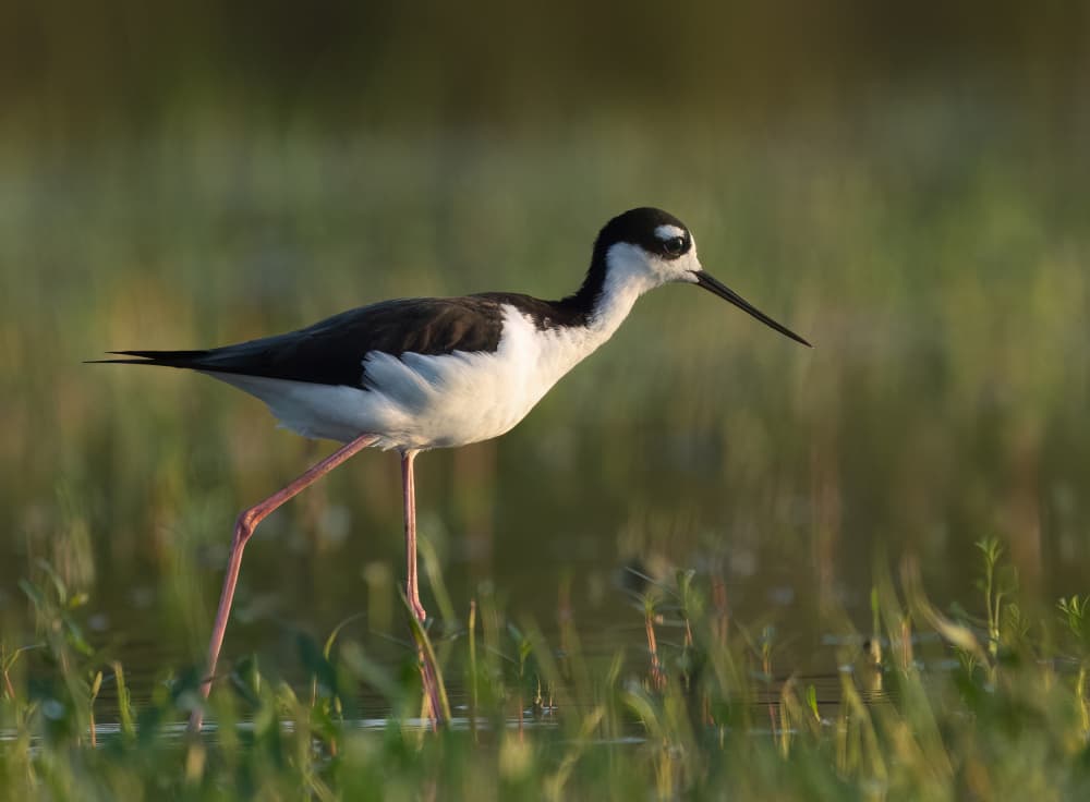 Black Stilt Wading by Robert Zhang — canvas wall art