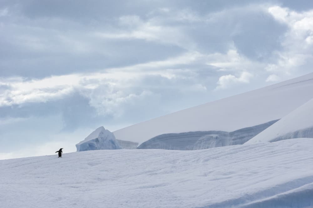 Solitary Antarctic Penguin by Michel Groleau — canvas wall art
