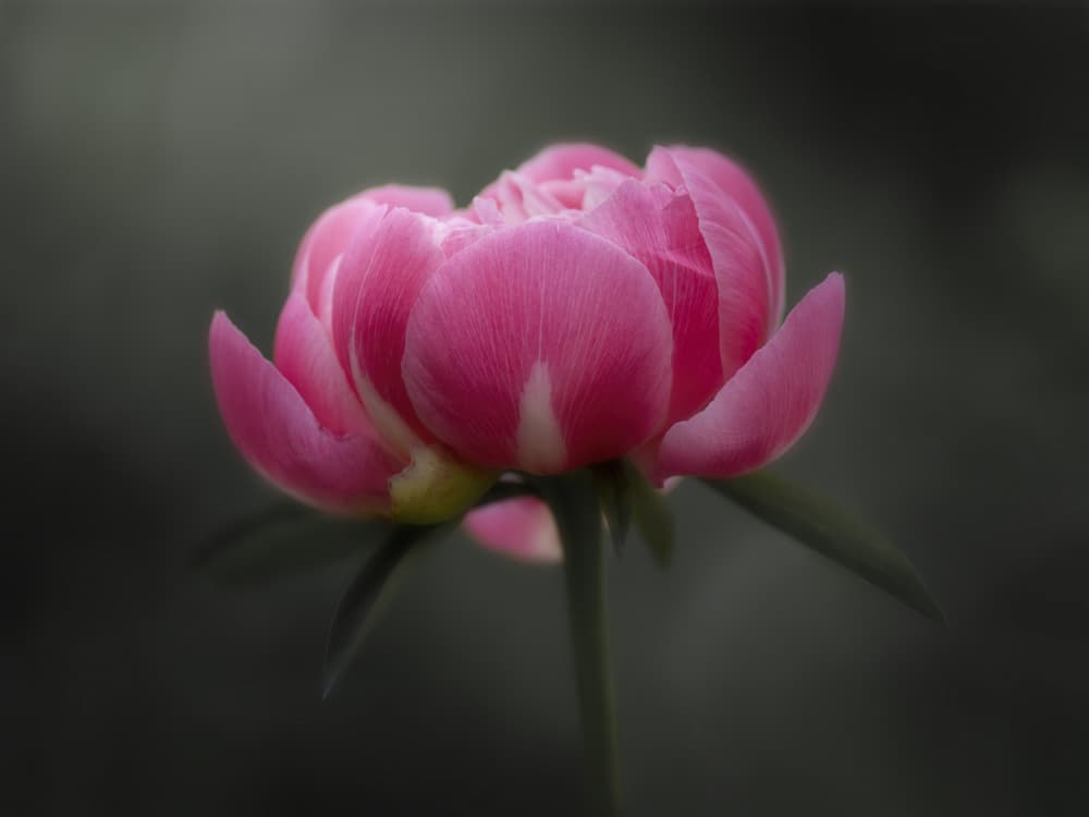 Vibrant Pink Peony by Sonya Liu — canvas wall art