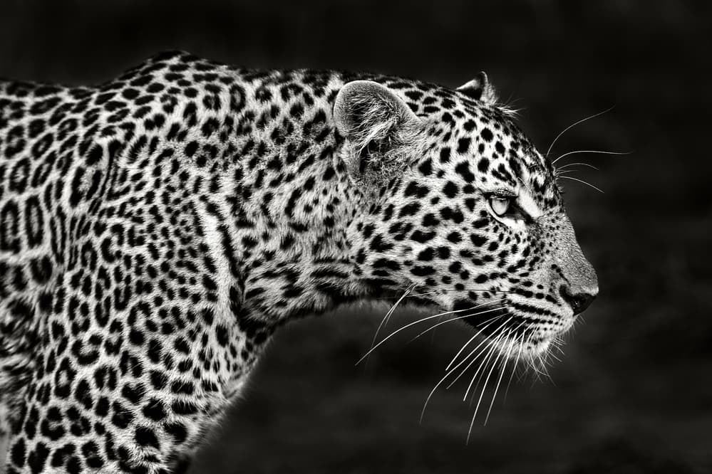 Leopard's Intense Gaze by Xavier Ortega — canvas wall art