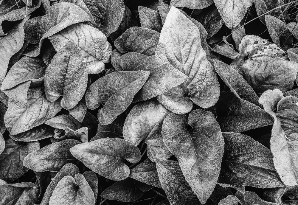 Textured Winter Leaves by Fred Louwen — canvas wall art