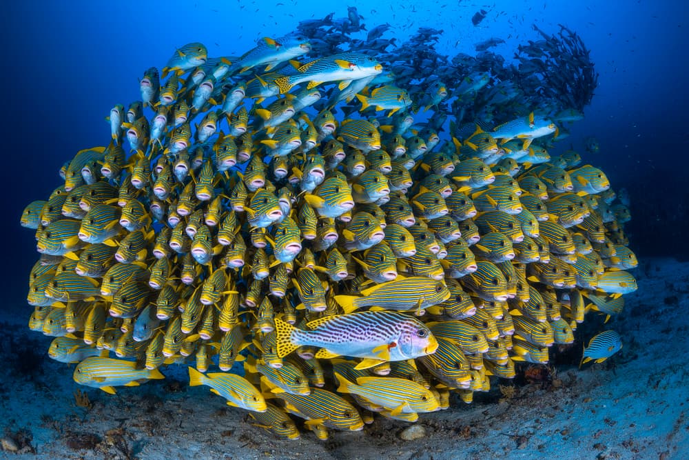 Vibrant Fish School by Barathieu Gabriel — canvas wall art