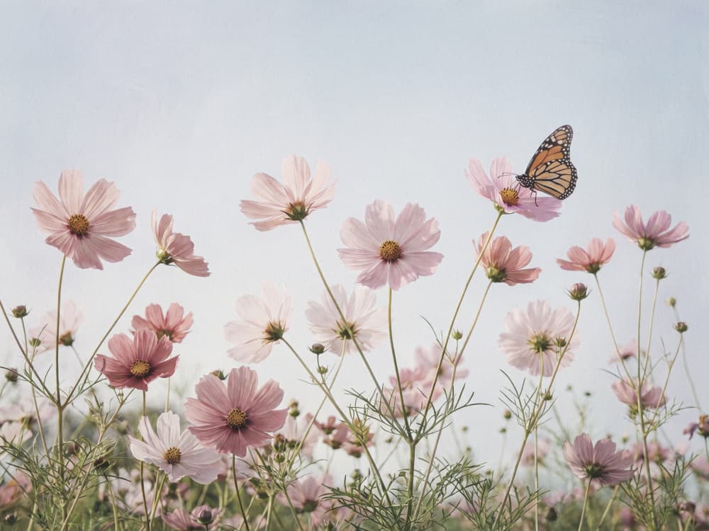 Pink Cosmos Butterfly by Andreas Magnusson — canvas wall art