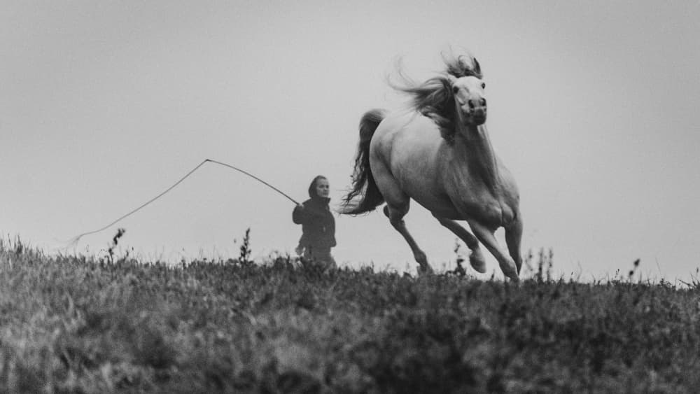 Majestic Horse Galloping by Cembrzynski Ignacy — canvas wall art