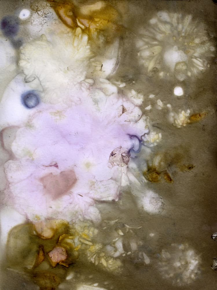 Ethereal Botanical Study by kathrinmay — canvas wall art
