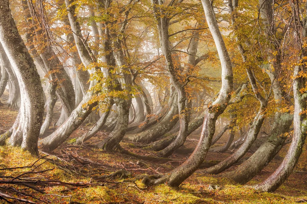 Winding Autumn Forest by Luigi Ruoppolo — canvas wall art